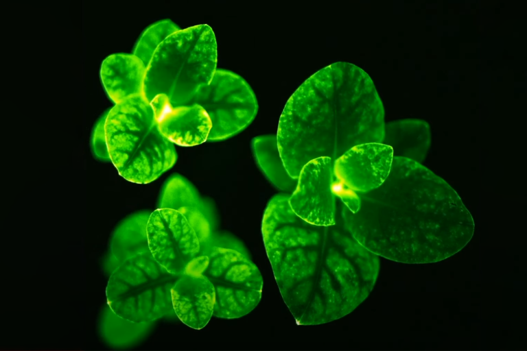 USDA approves stunning bioluminescent "firefly petunias" for sale